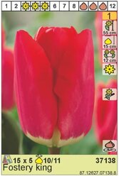 Луковицы Тюльпан HOLLAND BULB MARKET Тюльпан Фостери Кинг 10/11 красный 5шт