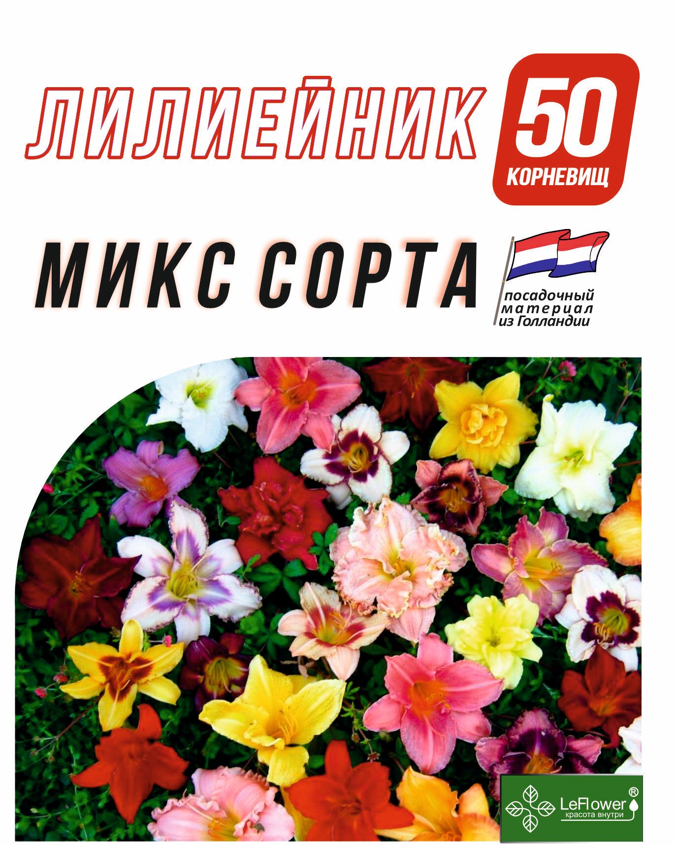 Лилейник Корневище микс сорта 50 шт