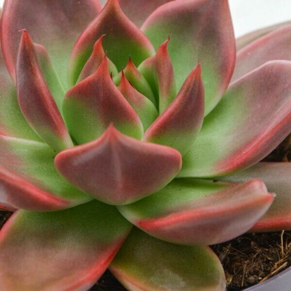 Эхеверия Марс Галакси (Echeveria Mars Galaxy) D5см