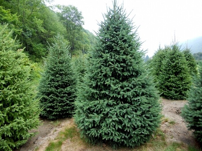 Ель канадская | Picea canadensis - Копанный - 150 - 200 (см) - 2 шт. в комлекте