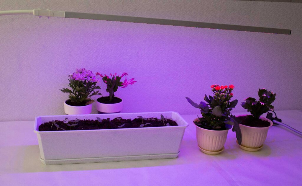 «Маранта 60см». Лампа светодиодная для выращивания растений в домашних условиях - фотография № 6