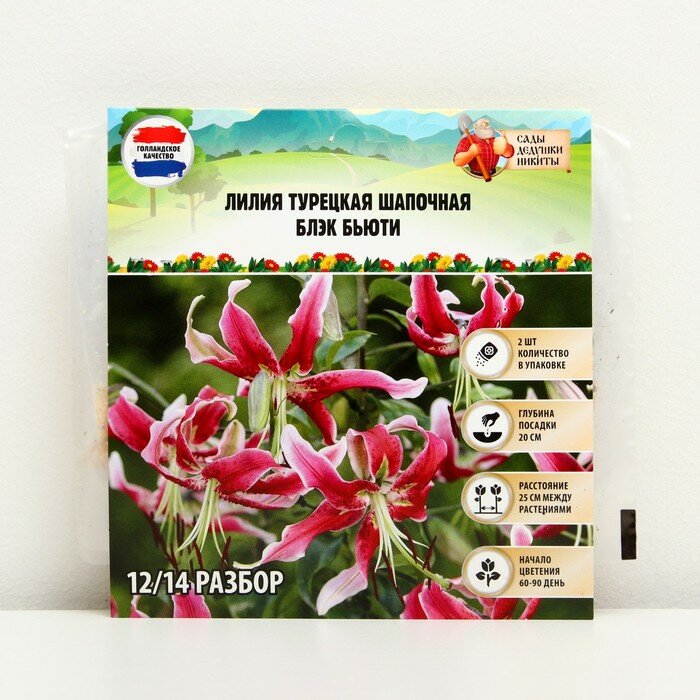 фото Лилия Турецкая шапочная "Black Beauty", р-р 12/14, 2 шт, Весна 2024