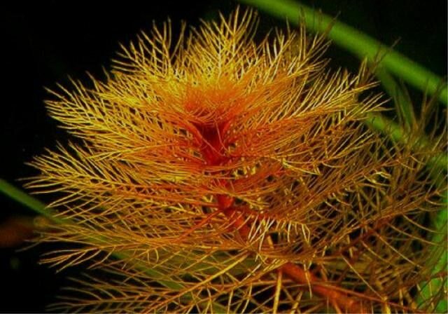 Аквариумное растение Красный перистолистник