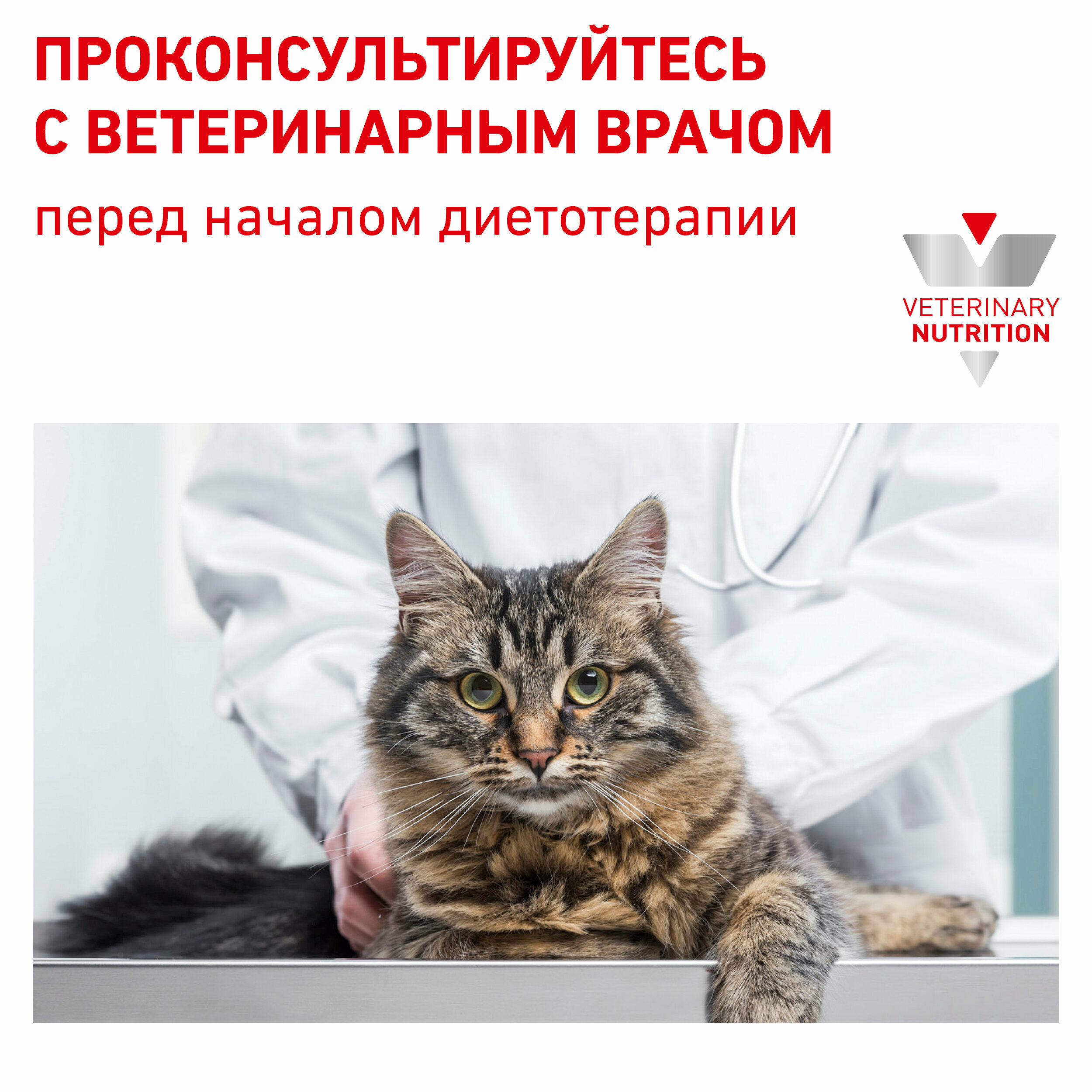 Royal Canin Hypoallergenic DR 25 Feline Корм сухой диетический для взрослых кошек при пищевой аллергии, 2,5 кг - фотография № 6