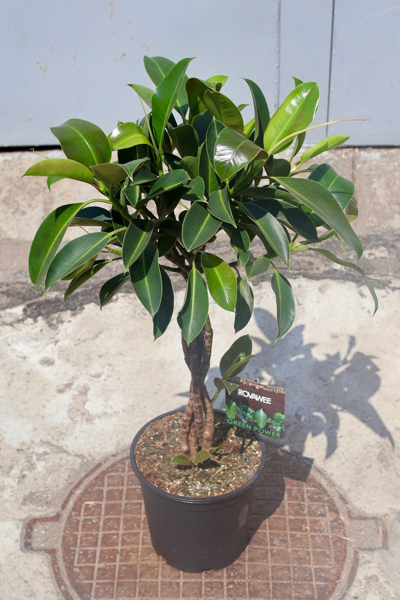 Фикус Мелани (Ficus el. Melany)(D-27 H-100/110)