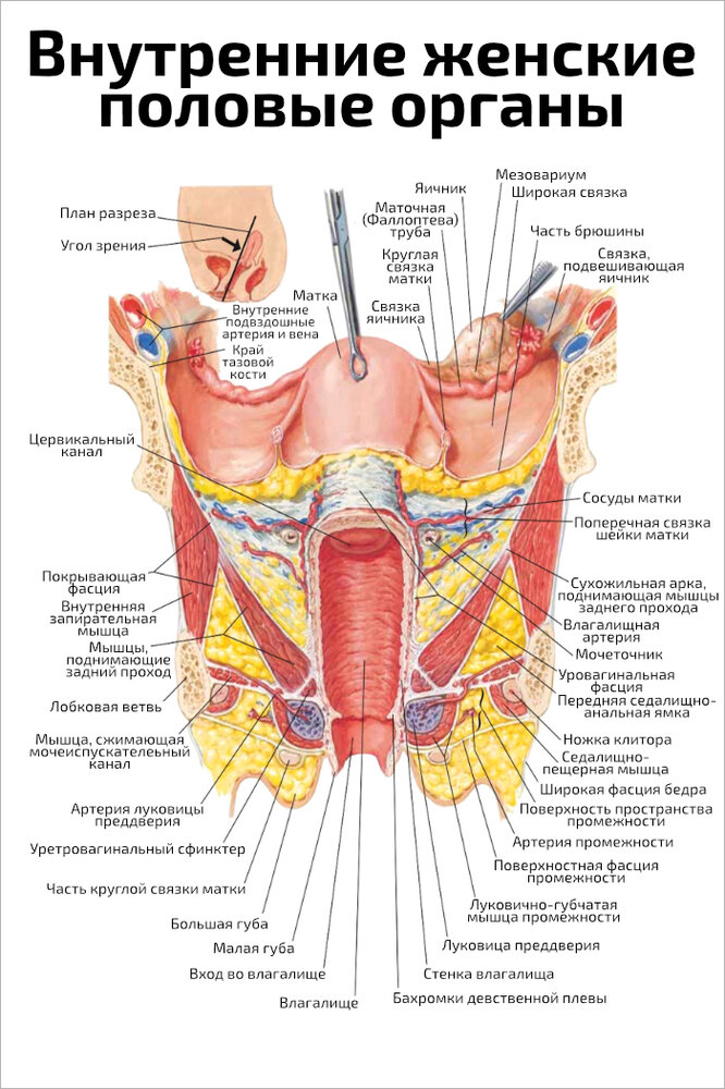 Плакат Квинг Внутренние женские половые органы ламинированный 457×610 мм ≈ (А2)