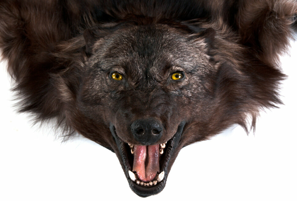 Ковер из шкуры черного волка - фотография № 3