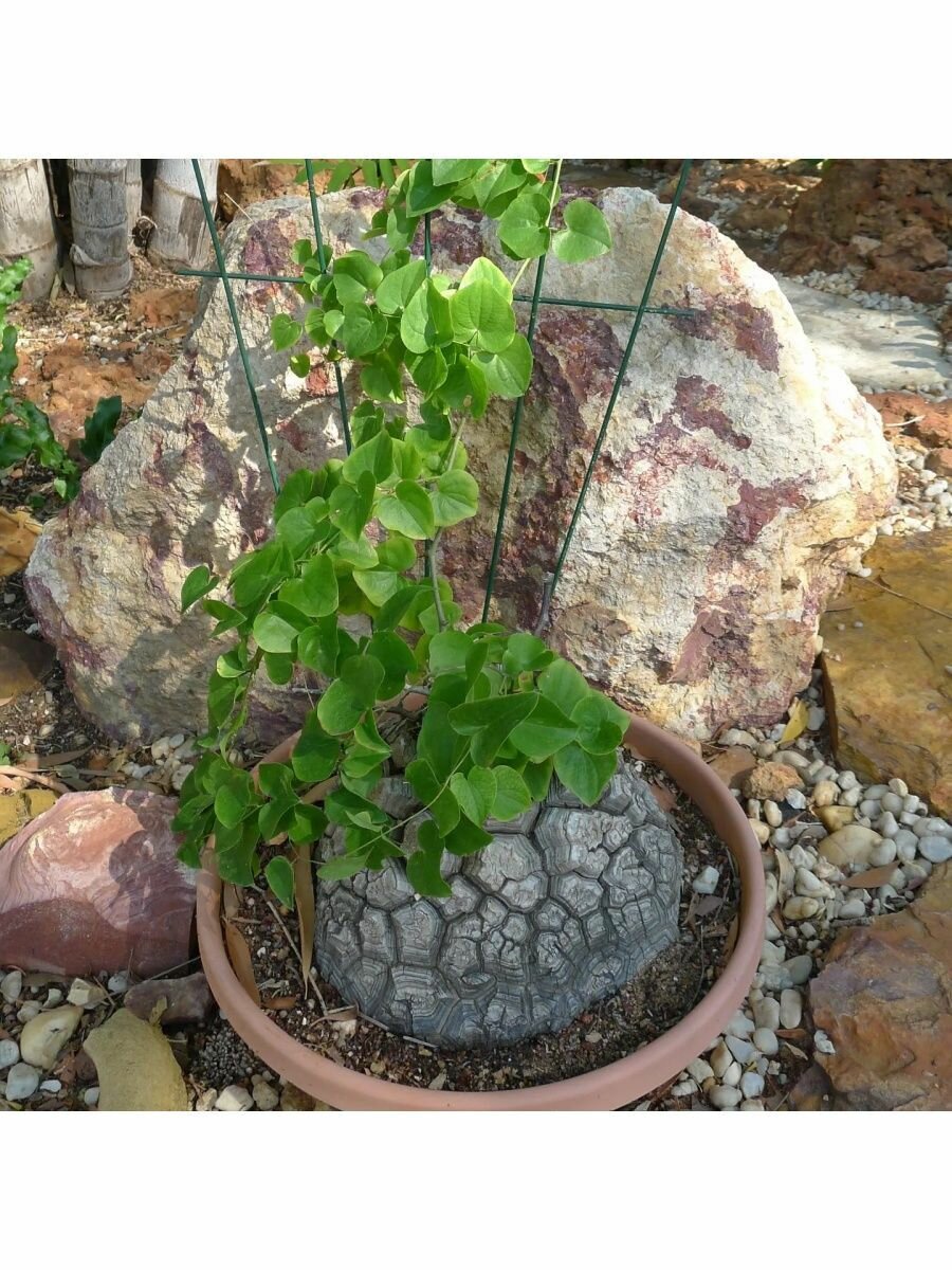 Семена Диоскорея батат, ямс (Dioscorea batatas) 1шт.