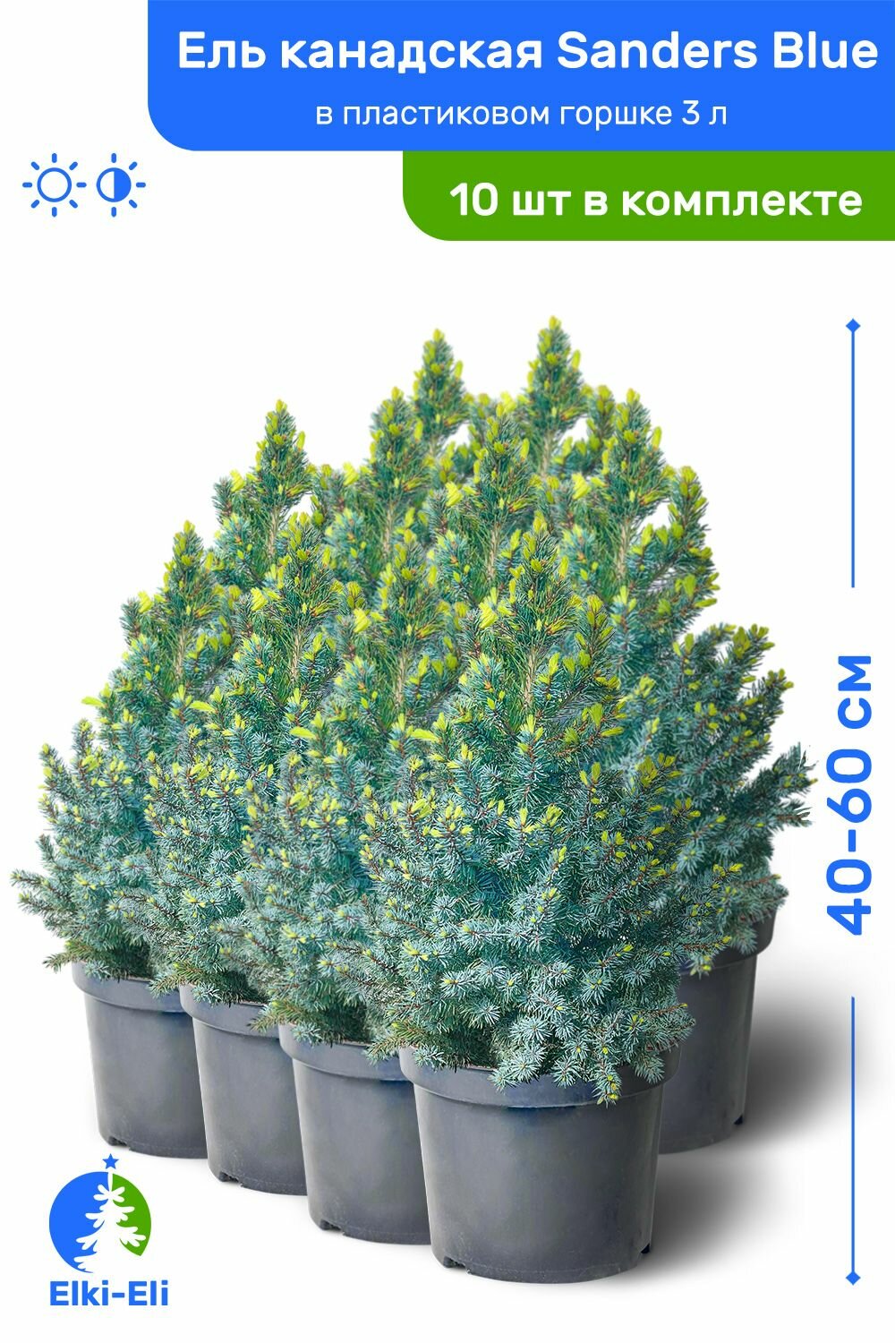 Ель канадская Sanders Blue (Сандерс Блю) 40-60 см в пластиковом горшке 3 л саженец хвойное живое растение комплект из 10 шт