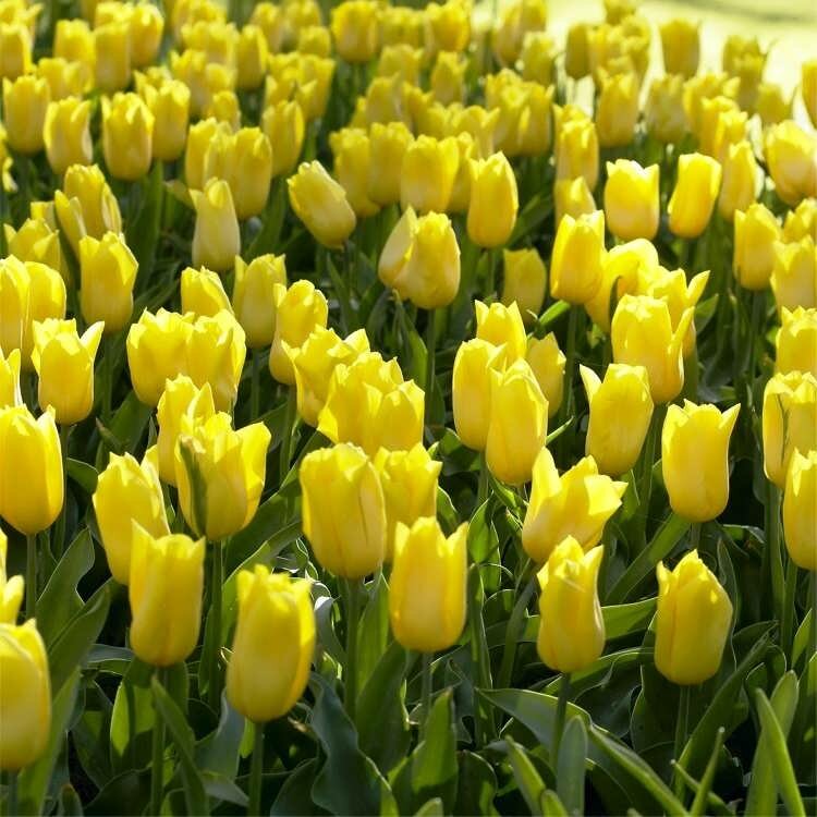 Тюльпан Баллада Голд (3 луковицы). Holland Bulbs (Голландия). - фотография № 2