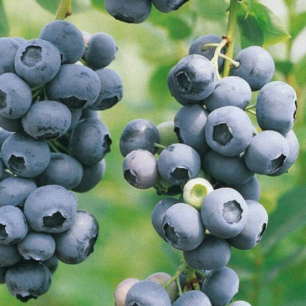Голубика Дук С1 Н37 Agrovida - фото №1