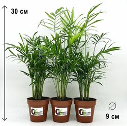 Набор 3 растения (d9): Хамедорея Элеганс 3 штуки, высота 30см