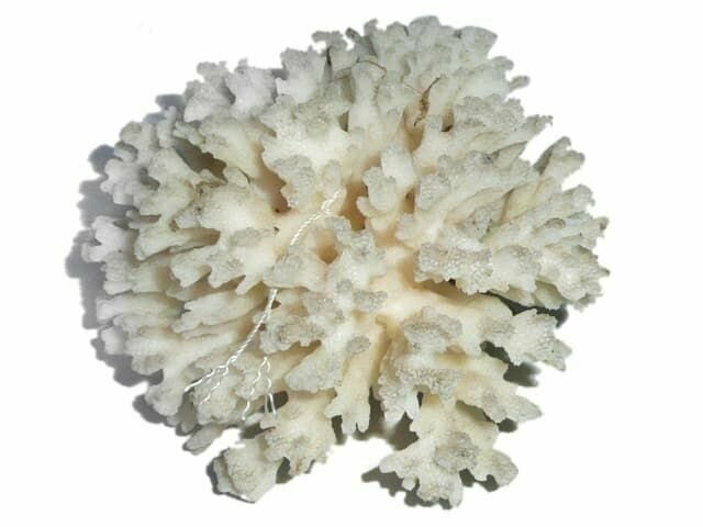 Коралл натуральный Акропора, Лойс, XL - фотография № 1