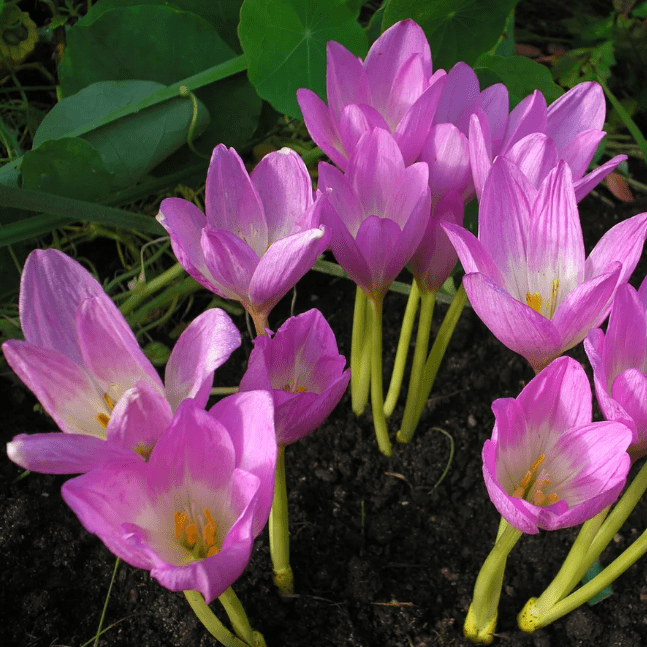 Безвременник Виолет Квин (2 луковицы). Holland Bulbs (Голландия). - фотография № 1