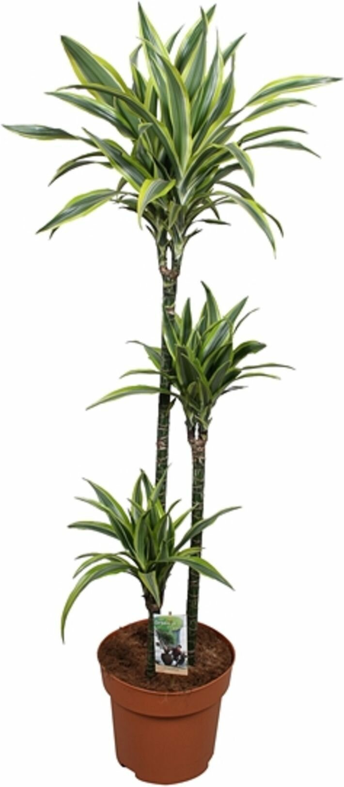 Растение Драцена фр.лемон лайм D24 H150 см