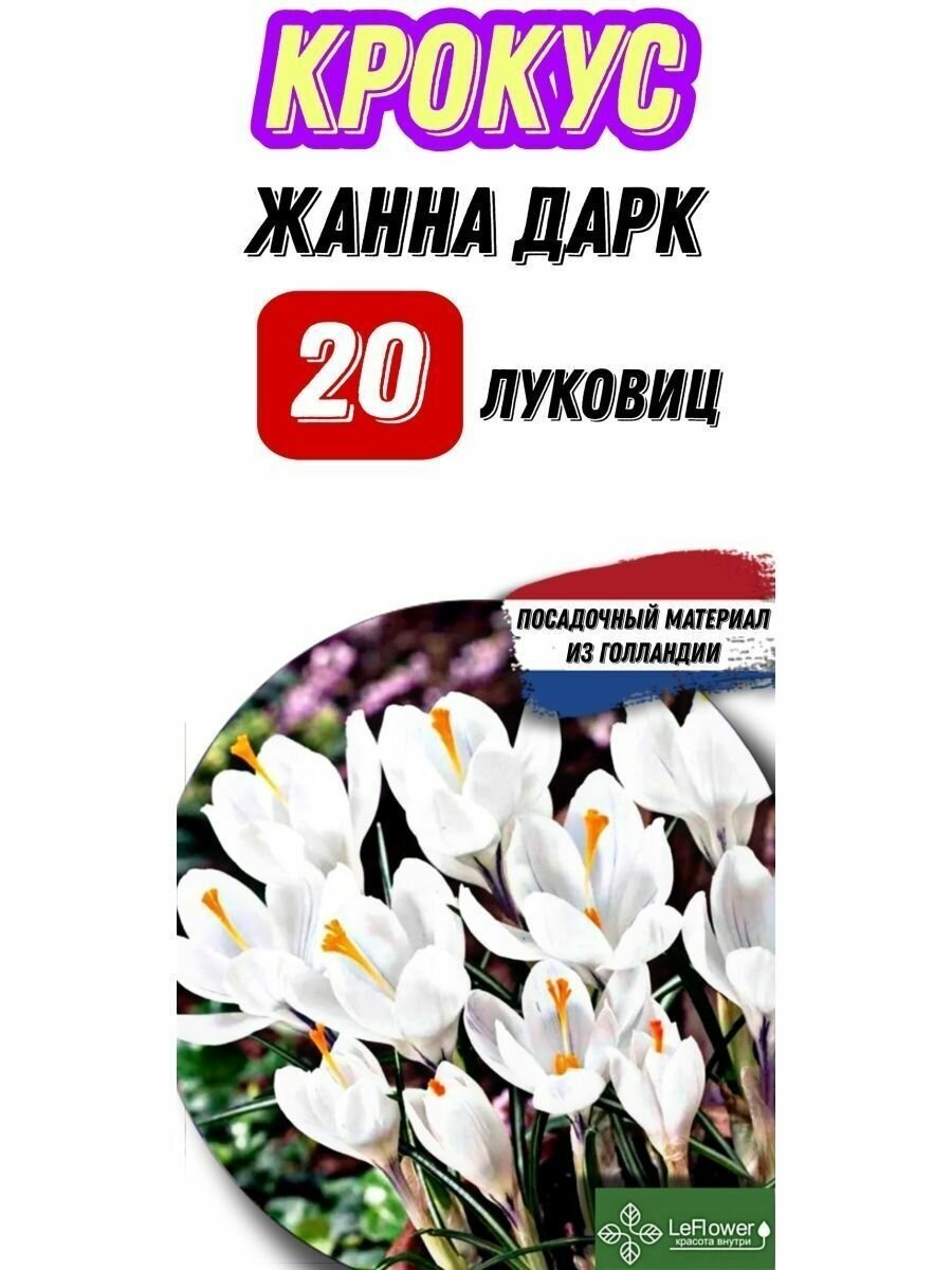 Крокус Луковица, Жанна Дарк, 20шт (Крокусы) - фотография № 1