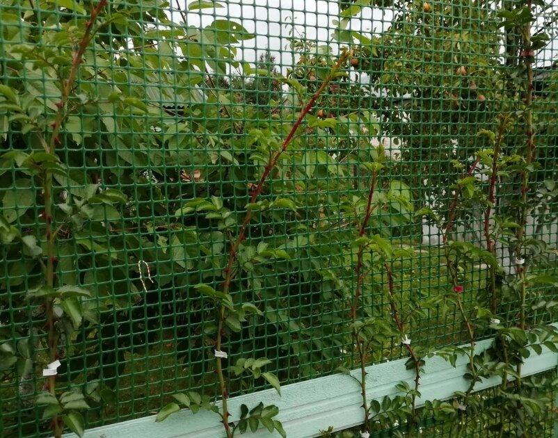 Сетка садовая 15*15мм (шир.1,5м, дл.10м) (зеленый) альтернатива М2915 Решетка пластиковая защитная для цветников - фотография № 4