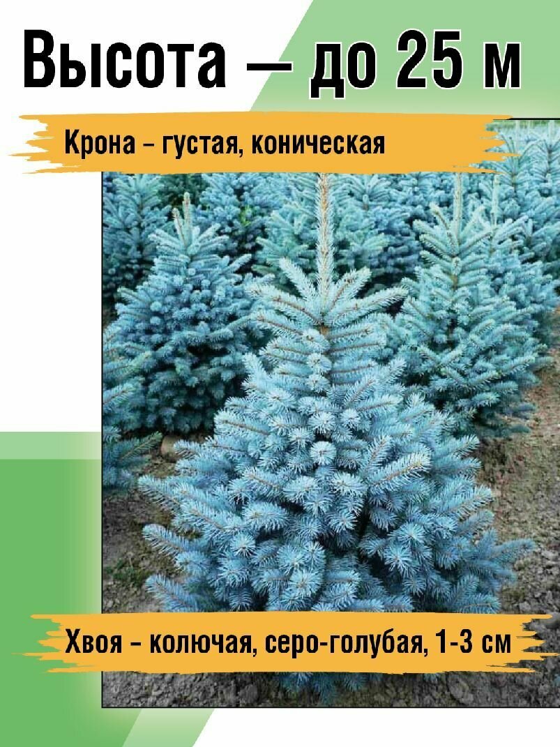 Саженец Ель колючая (Picea pungens) голубая