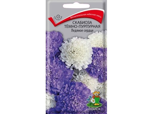 Скабиоза темно-пурпурная Ледяное сердце/многолетние цветы/многолетние садовые цветы/цветы