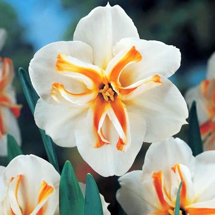 Holland Bulbs Нарцисс Дельта (3 луковицы)