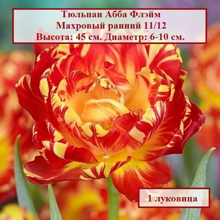 Тюльпан махровый ранний Абба Флэйм (1 луковица) - фотография № 1