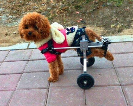 Инвалидная коляска для собак. Размер №7. Поддержка для собак.