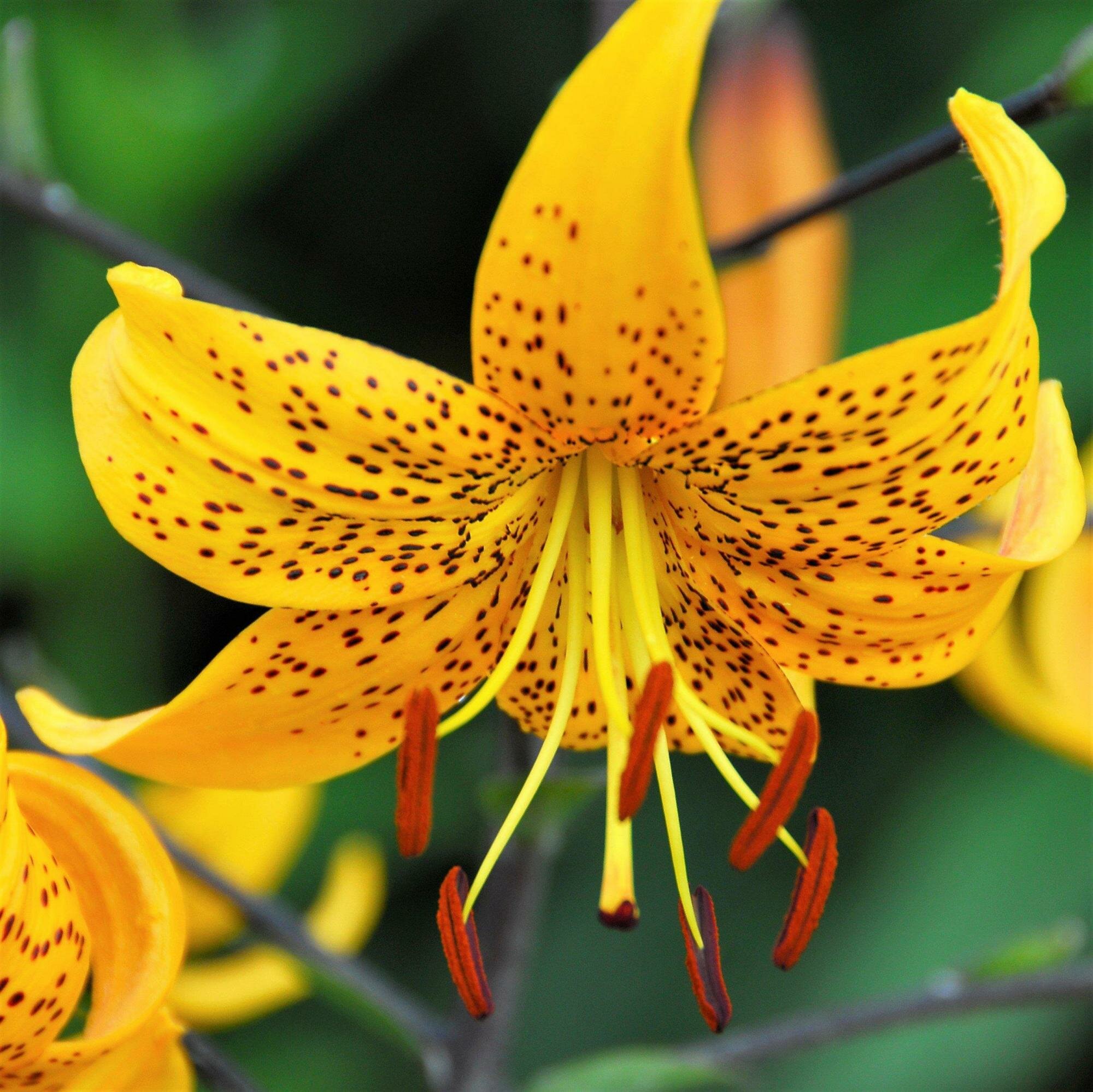 Лилия Йеллоу Брюсе (1 луковица). Holland Bulbs (Голландия).