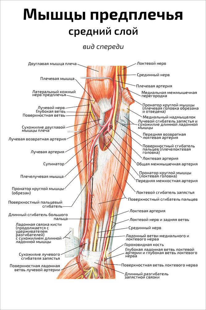 Плакат Квинг Мышцы предплечья, средний слой: вид спереди ламинированный 457×610 мм ≈ (А2)