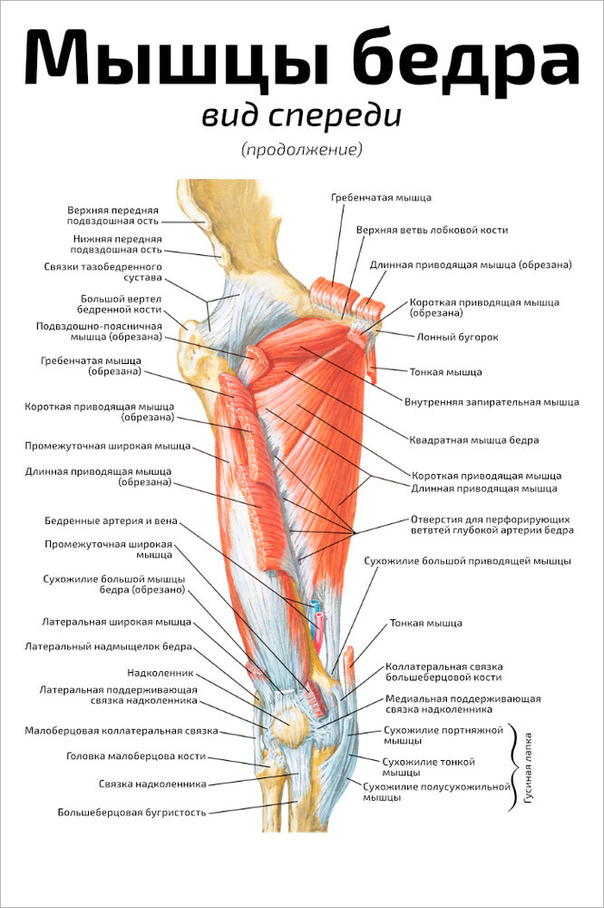 Плакат Квинг Мышцы бедра: вид спереди (продолжение) ламинированный 457×610 мм ≈ (А2)