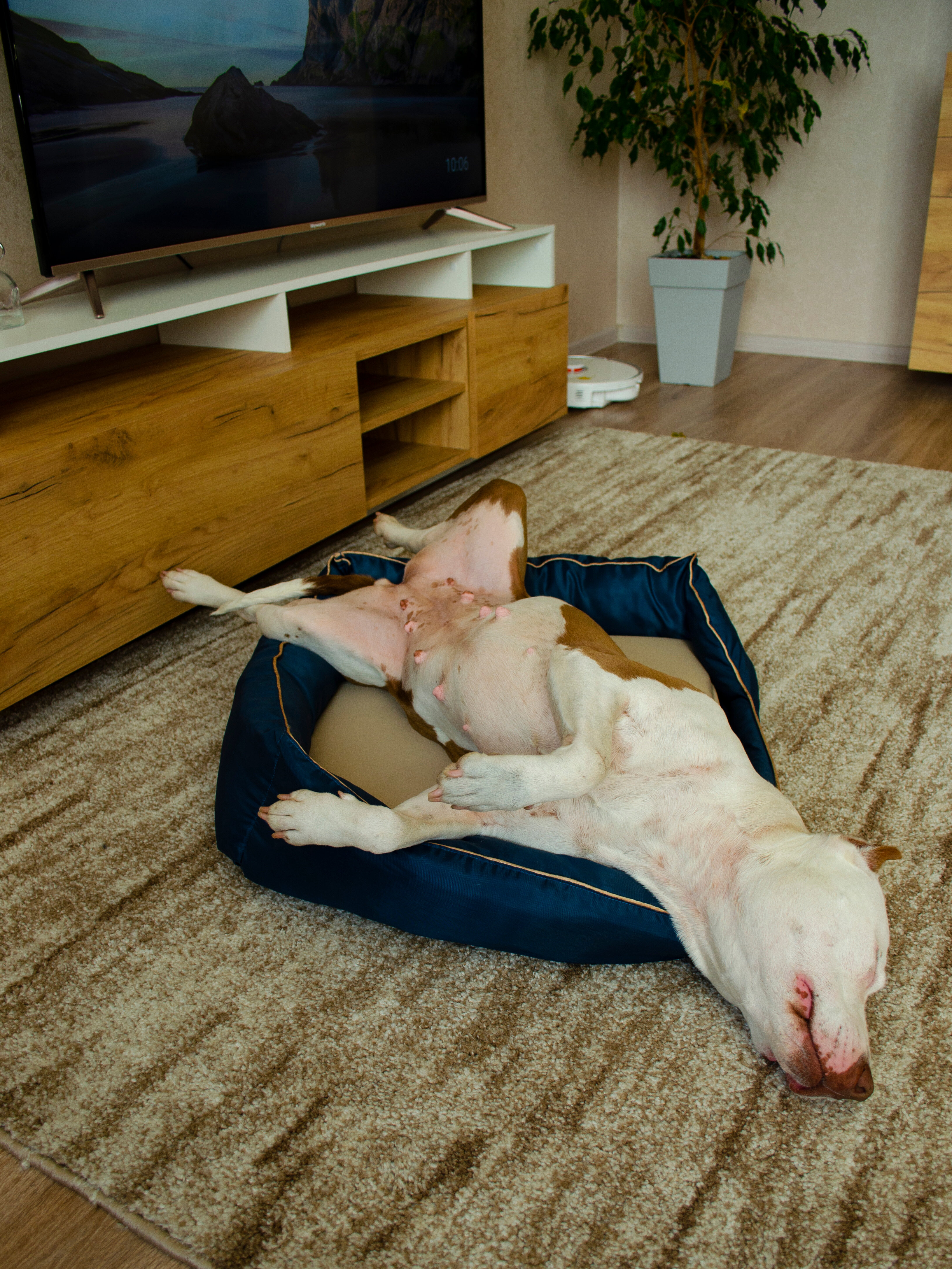 Лежанка для собак/лежанка диван для собаки/лежанка для сна