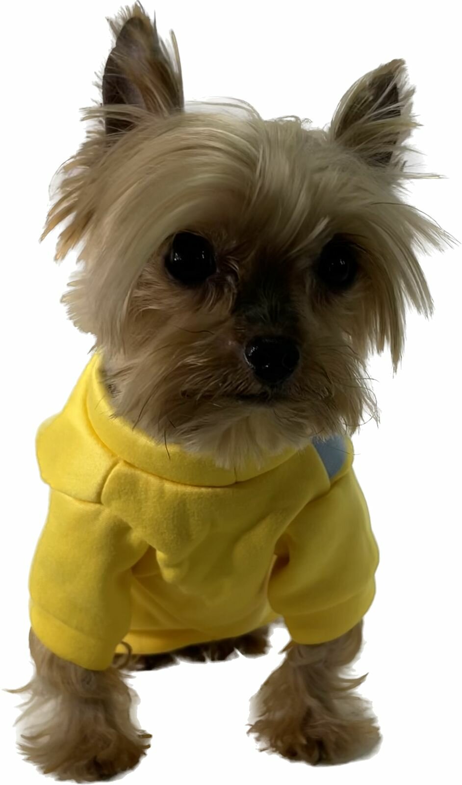 Одежда для собак теплый плюшевый свитер желтый с сумкой - S - фотография № 8