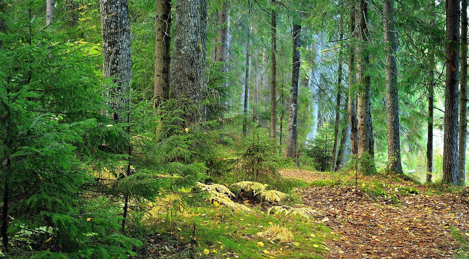 Фотообои Уютная стена Сосновый лес летом 490х270 см Бесшовные Премиум (единым полотном)