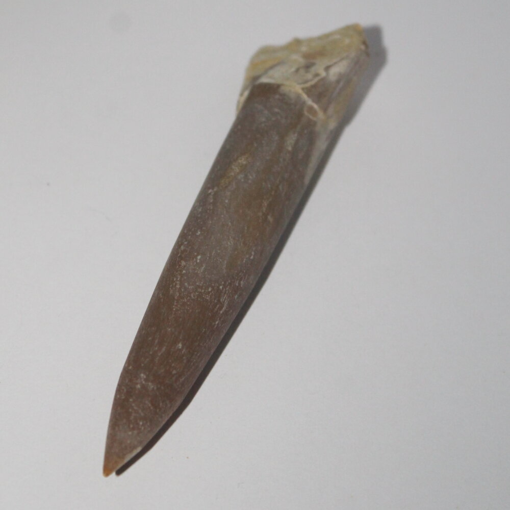 Белемнит ископаемое, коллекционный образец "True Stones" - фотография № 3
