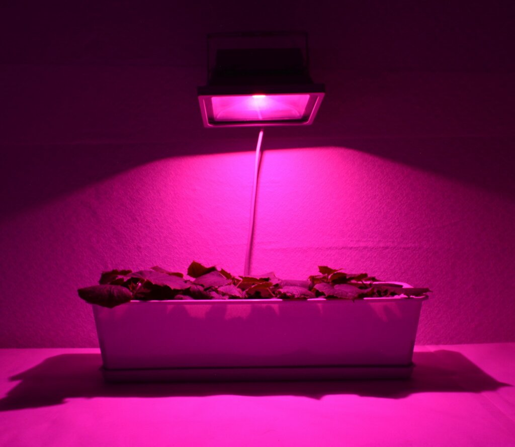 Фитопрожектор для растений "Силунд" 50 Ватт с полным розовым спектром - фотография № 4