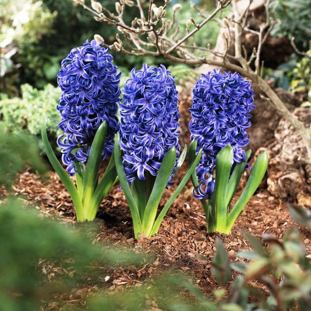 Holland Bulbs Гиацинт Мария (2 луковицы)