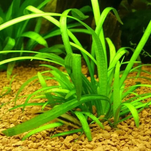 Аквариумное растение Сагиттария зеленая