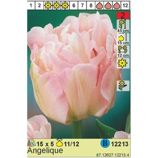 Луковицы Тюльпан HOLLAND BULB MARKET Тюльпан Анжелика 10/11 бело-розовый 5шт