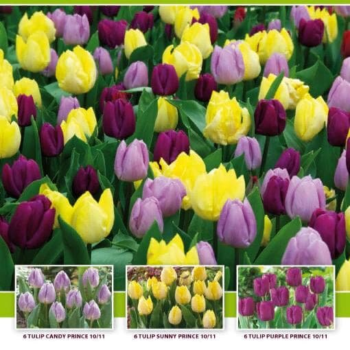 Holland Bulbs Набор 18 тюльпанов (18 луковиц)