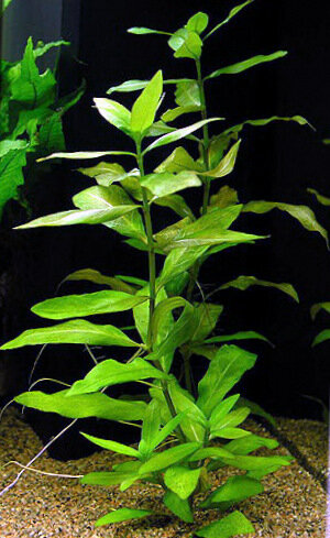 Аквариумное растение Гигрофила зеленая