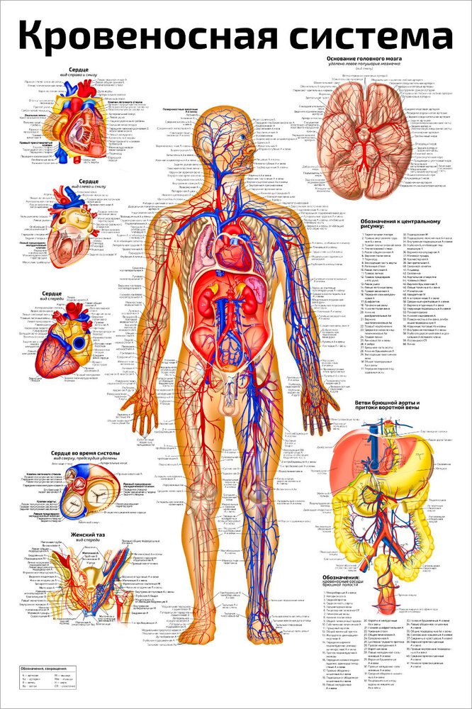 Плакат Квинг Кровеносная система ламинированный 457×610 мм ≈ (А2)