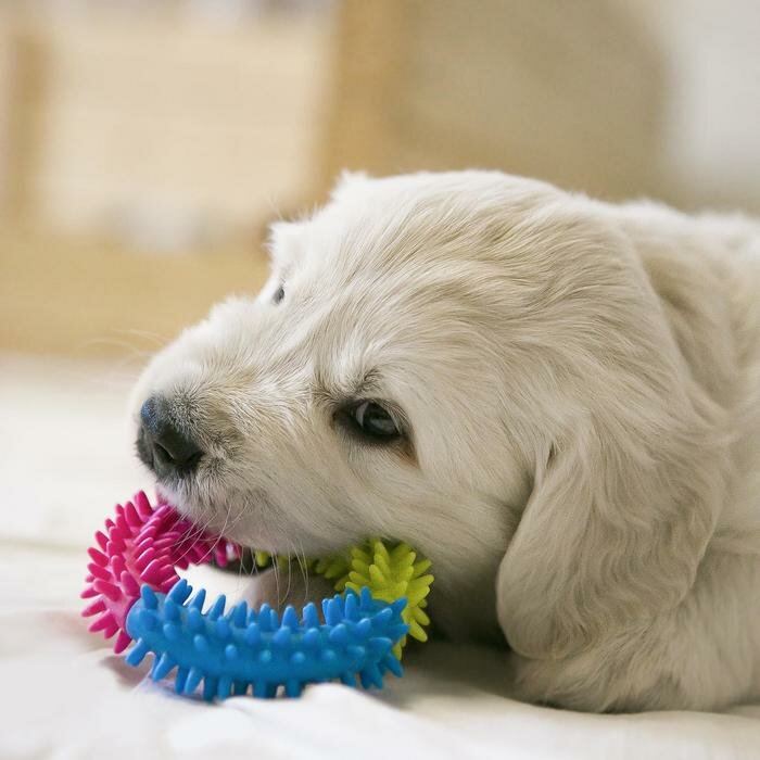 Игрушка жевательная для собак "Кусочек счастья", 9,5 см - фотография № 2