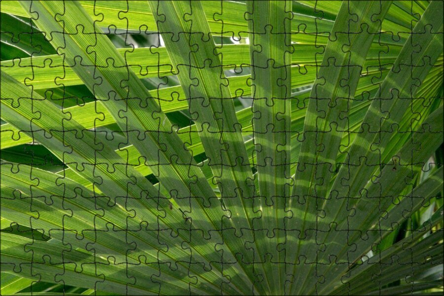 Магнитный пазл "Пальмовые листья, пальмовый лист, завод" на холодильник 27 x 18 см.
