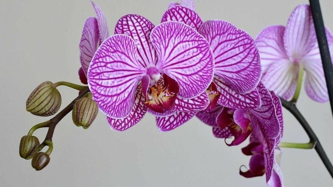 Эликсир Подкормка для интенсивного цветения JOY удобрение для Экстра цветение для орхидей, 400мл - фотография № 5
