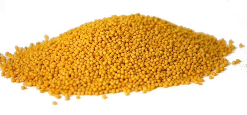 Горчица желтая семена "Золото Индии" 1 кг
