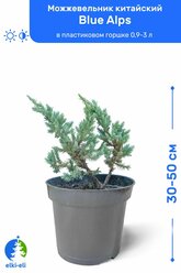 Можжевельник китайский Blue Alps (Блю Альпс) 30-50 см в пластиковом горшке 0,9-3 л, саженец, хвойное живое растение