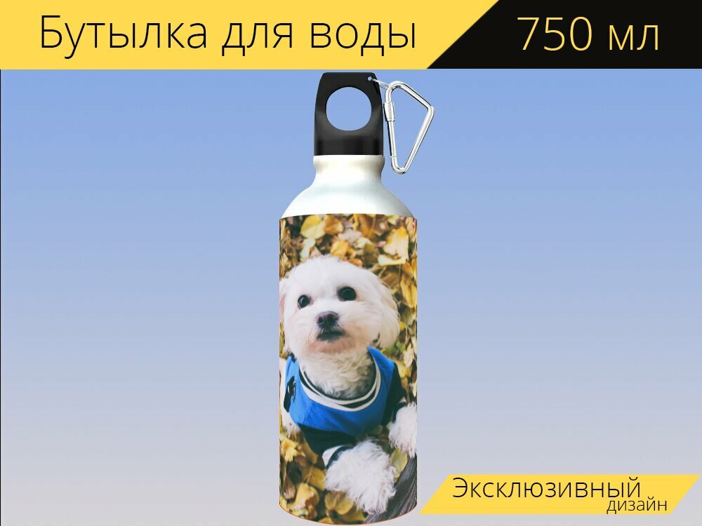 Бутылка фляга для воды "Собака, осень, мальтезе собаки" 750 мл. с карабином и принтом