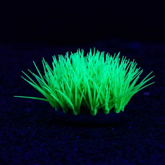 Растение силиконовое аквариумное, светящееся в темноте, 16 х 11 см, зелёное - фотография № 2