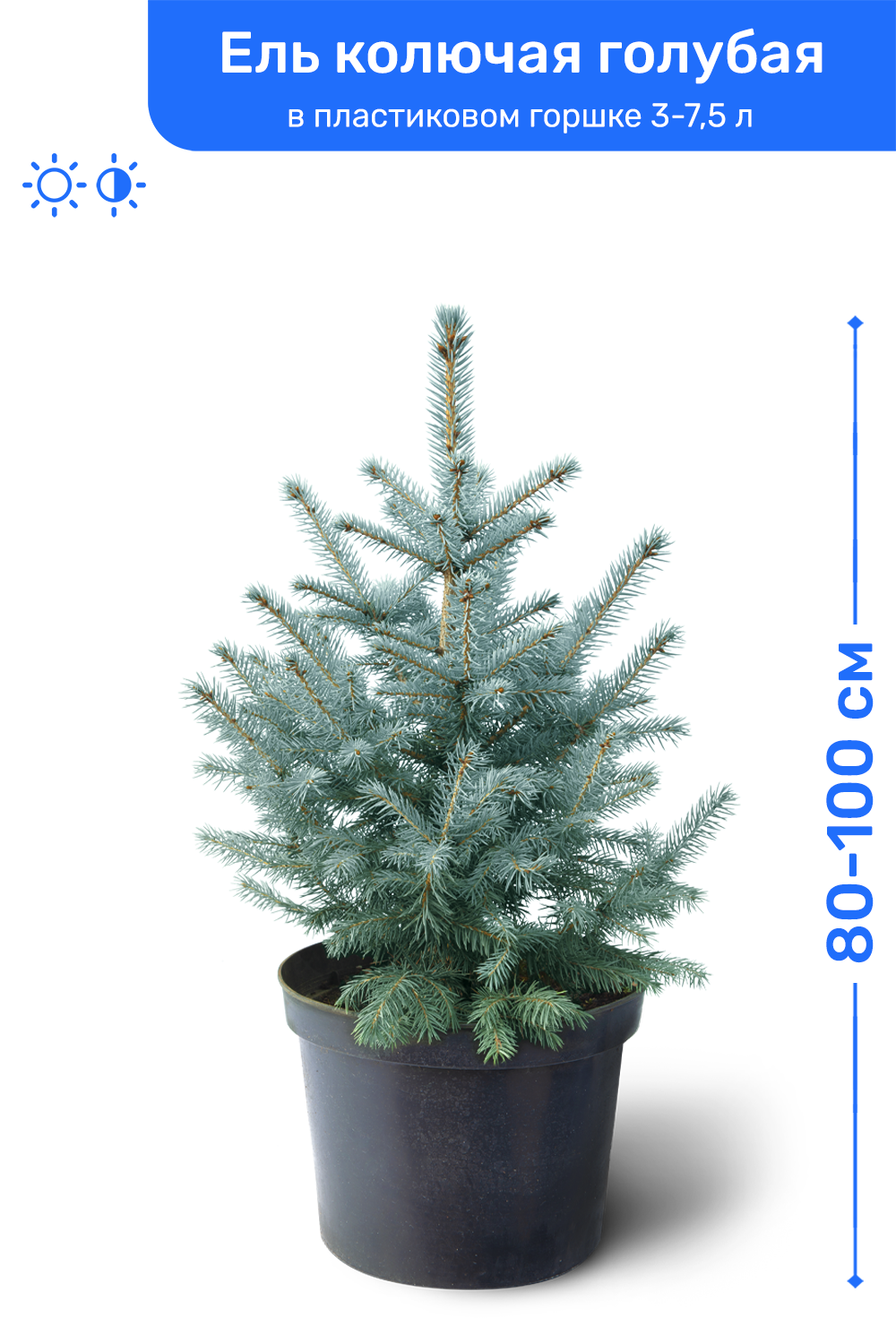 Ель колючая голубая 80-100 см в пластиковом горшке 3-75 л саженец хвойное живое растение