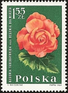 (1964-091) Марка Польша "Бегония клубневая" Садовые цветы I Θ