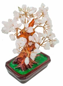 Фото дерево Бонсай .Цветущая сакура. 20см